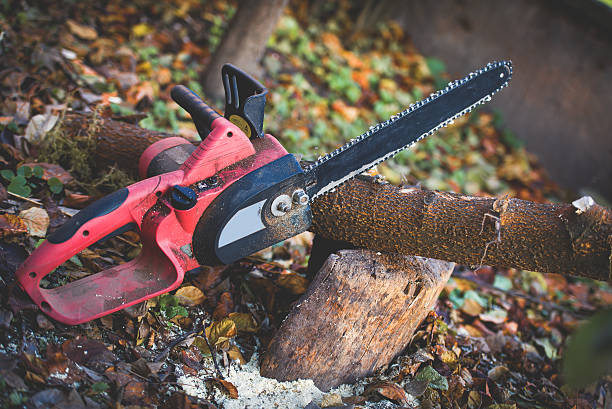 Best Hedge Trimming  in USA